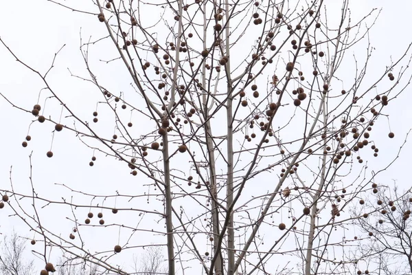 Красивая Птица Ветвях Деревьев Фон Природы — стоковое фото