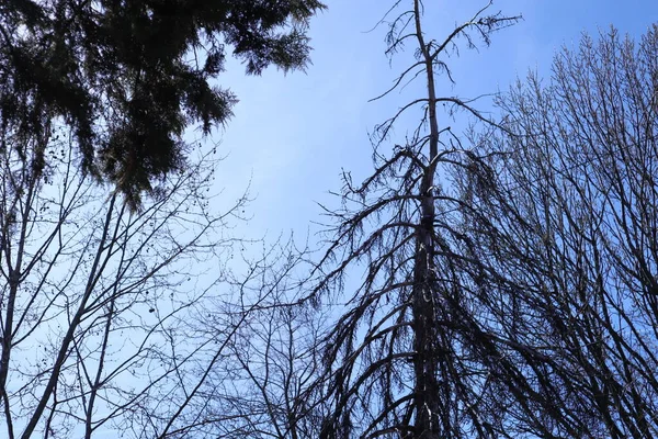 森の中の木の枝 — ストック写真
