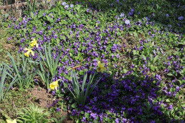Baharda Çiçeklerle Çimenlikte Bir Haçın Gölgesi