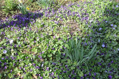 Baharda Çiçeklerle Çimenlikte Bir Haçın Gölgesi