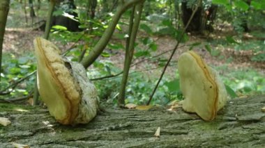 Tinder Mantarı, Fomes Fomentarius Ormanda 