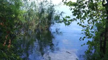 Yeşilliklerle çevrili bir göldeki eski bir köprünün güzel bir görüntüsü.