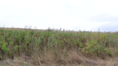 Yeşil Vahşi Tarla Çiçekleri