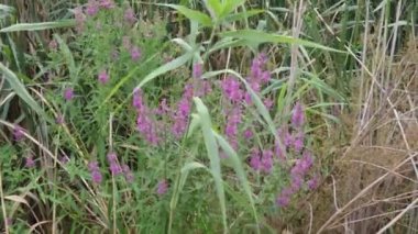 Güzel botanik fotoğrafı, doğal duvar kağıdı.
