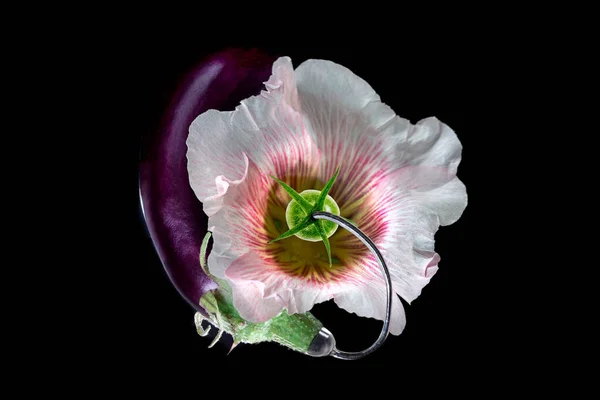 Patlıcan Çiçek Domates Bir Kulağındaki Işitme Cihazına Bağlı — Stok fotoğraf