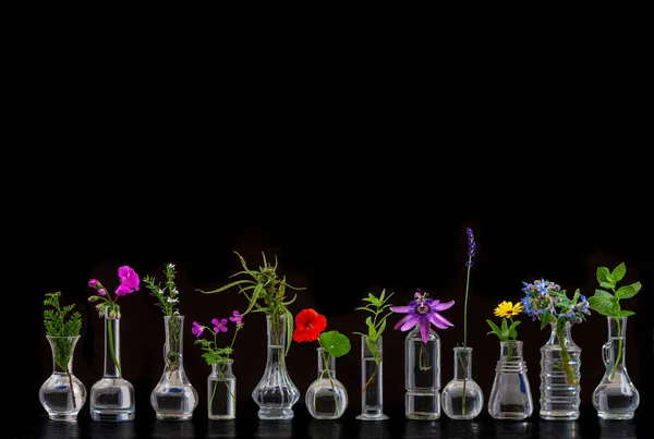 Léčivé Květiny Byliny Seřazené Skleněných Injekčních Lahvičkách Černém Pozadí — Stock fotografie