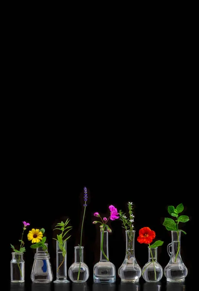 Kwiaty Lecznicze Zioła Umieszczone Szklanych Fiolkach Przyciętym Czarnym Tle — Zdjęcie stockowe
