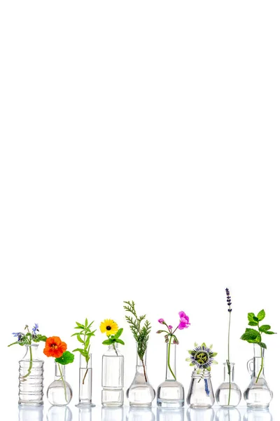 Şifalı Çiçekler Bitkiler Kırpılmış Beyaz Bir Arka Planda Cam Şişelerde — Stok fotoğraf