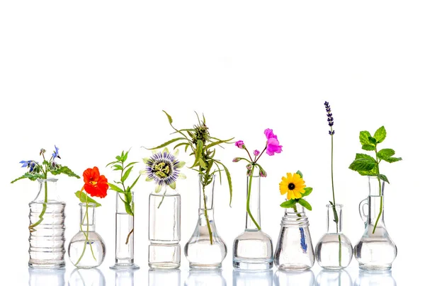 Medicinale Bloemen Kruiden Opgesteld Glazen Flacons Een Witte Achtergrond — Stockfoto