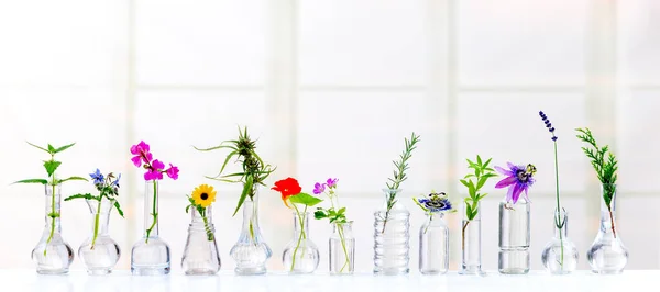 在浅色背景的玻璃瓶中排列的花朵和药草 — 图库照片