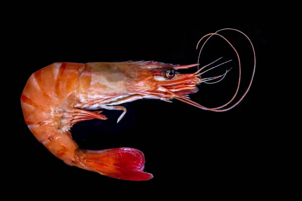 Shrimp Horizontal Plan Seen — Stock Photo, Image