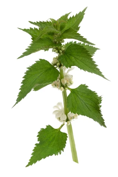 Spring Leaf Branch White Young Nettle Isolated White Background Studio — Stock Photo, Image