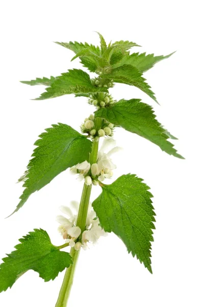 Ramură Frunze Primăvară Urzică Albă Tânără Izolată Imagine Albă Background — Fotografie, imagine de stoc