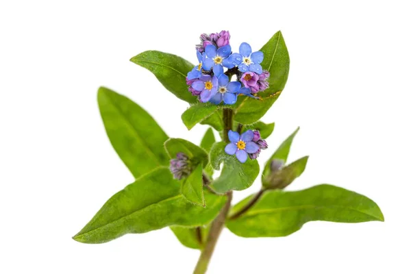 Hermosa Azul Olvidar Flores Miosotis Sobre Fondo Blanco Png Archivo —  Fotos de Stock