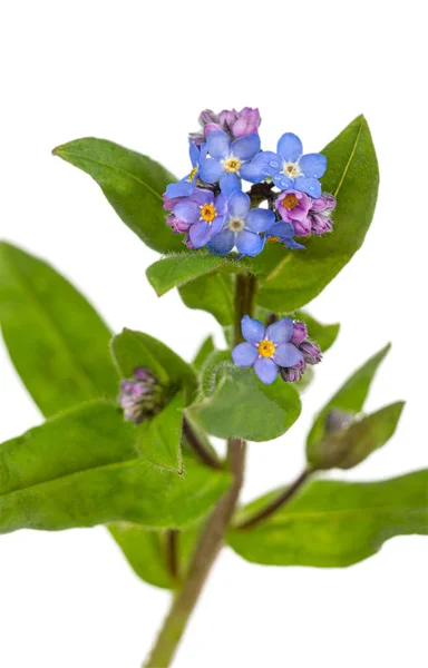 Vacker Blå Glömma Mig Inte Myosotis Blommor Vit Bakgrund Png — Stockfoto