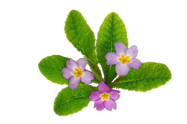 Primula Vulgaris Primrose Rosa Flores Púrpuras Aisladas Sobre Fondo Blanco — Foto de Stock