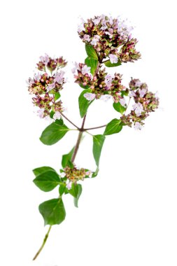 Kekik veya mercanköşk izole üzerinde beyaz arka plan bırakır