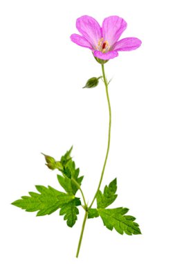 Wild geranium in the mountains of Kazakhstan. Close-up. Macro