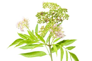 Cüce büyüklerin koritosu - Sambucus ebulus ile siyah zehirli meyveler yabani bitki