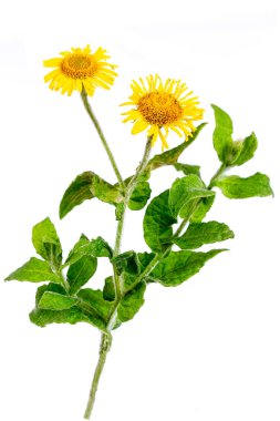 Fleabane, Pulicaria Dysenterica, çiçekler ve yapraklar beyaz arka planda izole edilmiş