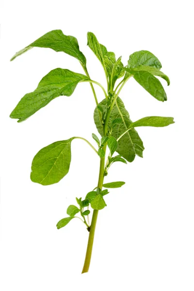 Planě Rostoucí Rostlina Typu Amaranthus Spinosus Špenát Zelenina Roste Volně — Stock fotografie
