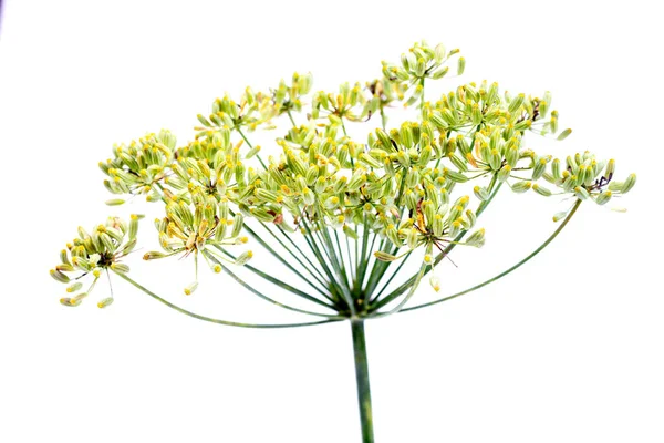 Skład Kwitnących Kwiatów Parasola Kopru Białym Tle — Zdjęcie stockowe