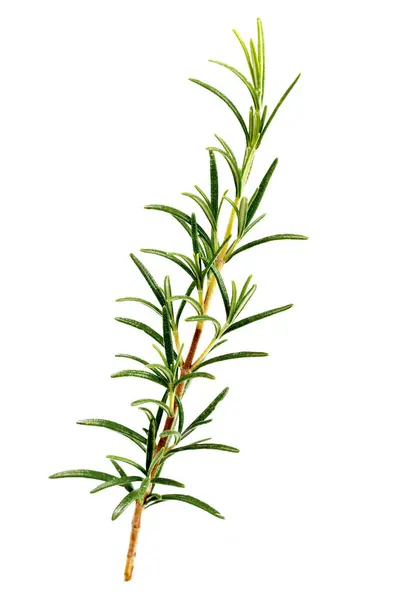 Čerstvé Rosemary Herb Set Pro Vaření Medicínu Izolované Přes Bílé — Stock fotografie