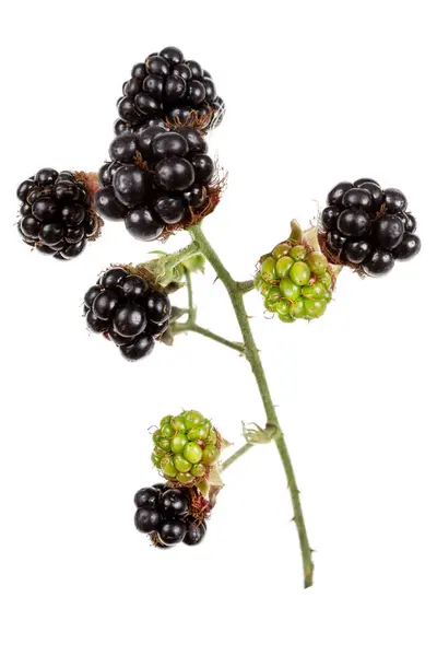 Fresh Blackberries Garden Bunch Ripe Blackberry Fruits Branch Green Leaves — Fotografia de Stock