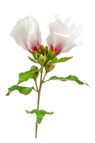 Hibiscus Trionum Marsh Λευκό Όμορφο Και Ντελικάτο Λευκό Λουλούδι Ροζ — Φωτογραφία Αρχείου