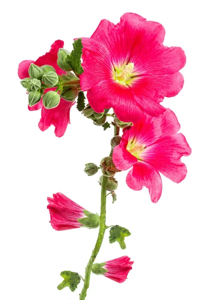 Hermoso Fresco Rosa Hollyhock Ramo Flores Aisladas Sobre Fondo Blanco —  Fotos de Stock