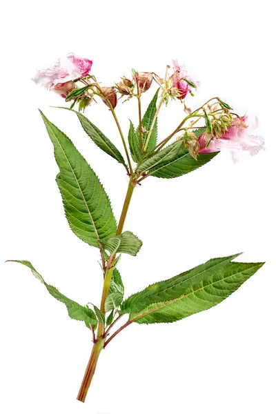 Blühende Rosa Impatiens Glandulifera Balsamina Glandulifera Himalaya Balsam Himalaya Touch — Stockfoto