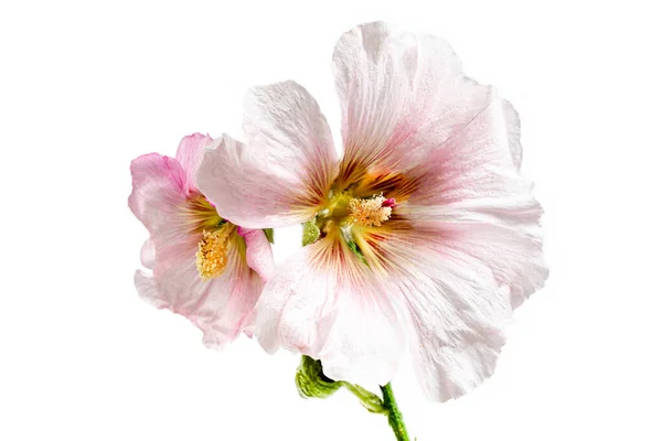 Hermoso Fresco Rosa Hollyhock Ramo Flores Aisladas Sobre Fondo Blanco — Foto de Stock