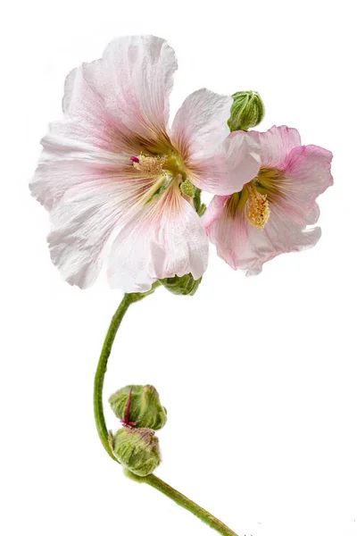Όμορφο Φρέσκο Ροζ Μπουκέτο Λουλουδιών Hollyhock Απομονώνονται Λευκό Φόντο — Φωτογραφία Αρχείου