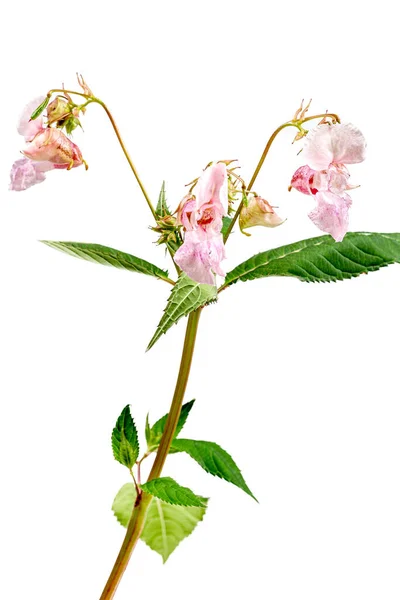 Blühende Rosa Impatiens Glandulifera Balsamina Glandulifera Himalaya Balsam Himalaya Touch — Stockfoto