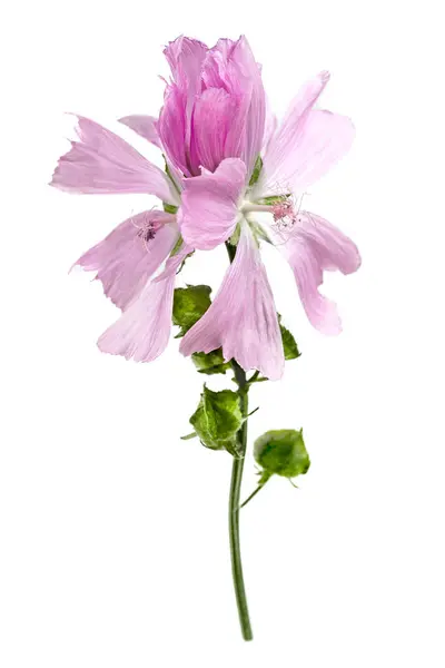 ヴァイオレットコモンモロー花 マルヴァシルベストリス 白で分離 — ストック写真