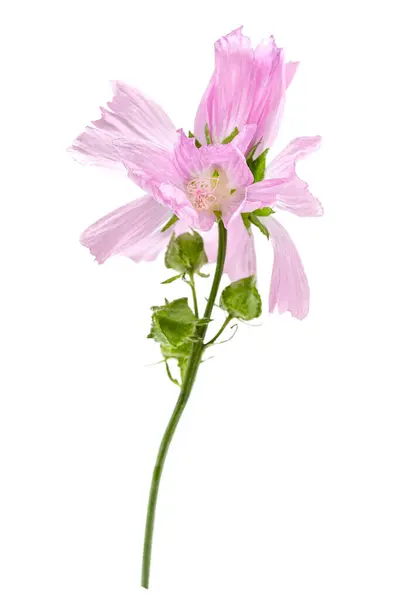 ヴァイオレットコモンモロー花 マルヴァシルベストリス 白で分離 — ストック写真