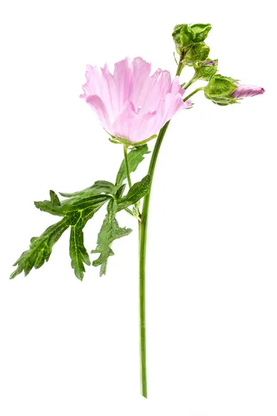 Βιολετί Κοινό Λουλούδι Μολόχας Malva Sylvestris Απομονωμένο Λευκό — Φωτογραφία Αρχείου