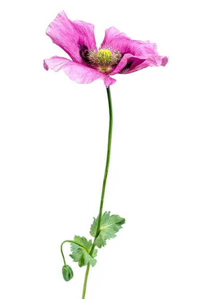 Närbild Lila Opium Vallmo Blomma Mot Vit Bakgrund — Stockfoto