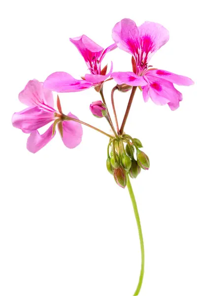 Roze Bloemen Van Rose Geranium Geïsoleerd Een Witte Achtergrond — Stockfoto