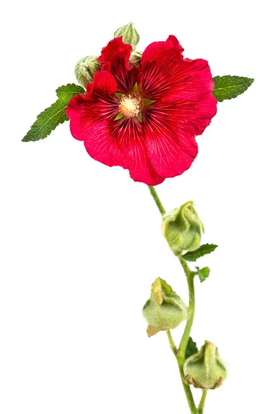 Schöne Frische Rosa Hollyhock Blumenstrauß Isoliert Auf Weißem Hintergrund — Stockfoto