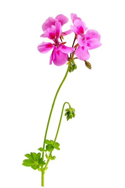 Roze Bloemen Van Rose Geranium Geïsoleerd Een Witte Achtergrond — Stockfoto