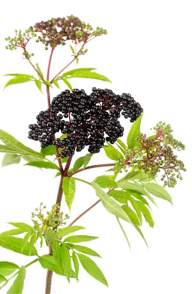Corymb Dwarf Elder Sambucus Ebulus Black Toxic Fruits Wild Plant — Stock Photo, Image