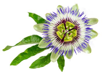 Tutku Çiçeği (Passiflora caerulea). Beyaz arka plan üzerinde güzel tutku meyvesi veya Passiflora (Passifloraceae)