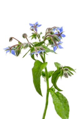 Heap of fresh blue borage flowers for decoration isolated at white clipart