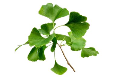 Beyaz arkaplanda Ginkgo biloba yaprağı izole