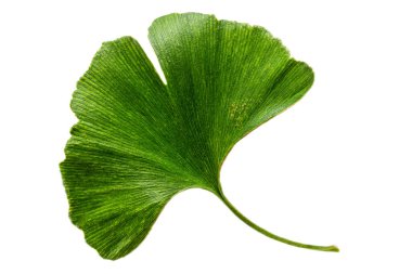 Beyaz arkaplanda Ginkgo biloba yaprağı izole