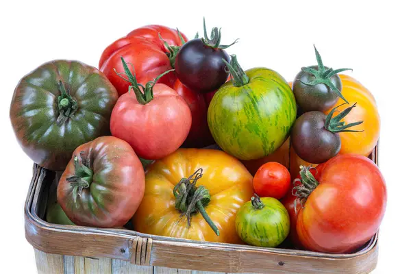 Kosz Pełen Świeżo Zebranych Pamiątek Pomidorów Przydziału Ogrodu Wielokolorowe Czerwone — Zdjęcie stockowe