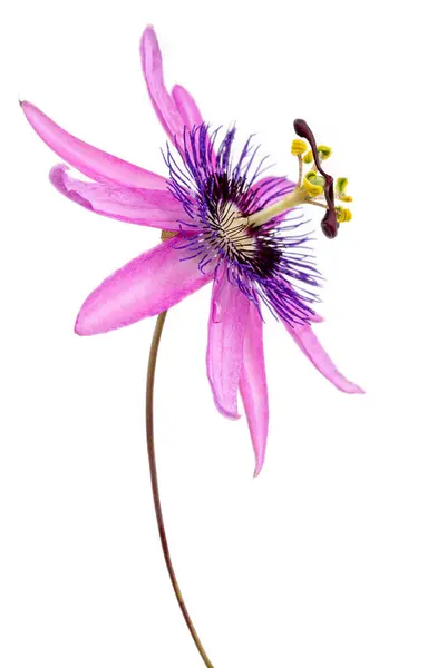 Primer Plano Una Flor Pasión Con Nombre Botánico Passiflora Violacea —  Fotos de Stock