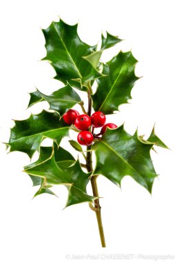 Red Berry 'li Holly. Geleneksel festival dekorasyonu. Kırmızı böğürtlenli Holly dalı.