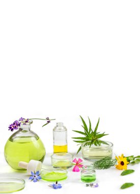 Alternatif tıp, naturopat ve beslenme takviyesi. Kapsüllerdeki bitkiler ve bitkiler beyazdan üstündür.